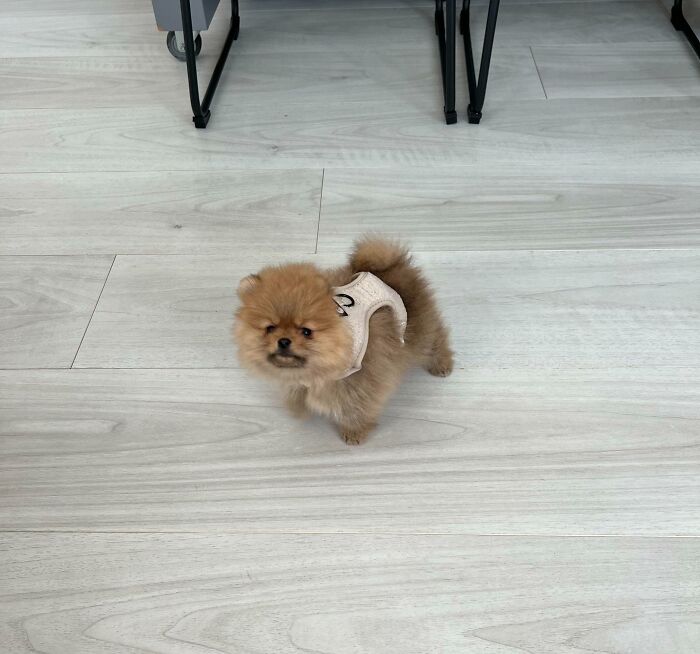 95 Photos Of Pomeranians For Your Daily Dose Of Puppy Cuteness 95 Photos Of Pomeranians For Your Daily Dose Of Puppy Cuteness