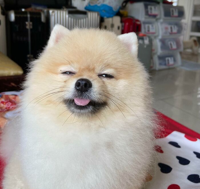 95 Photos Of Pomeranians For Your Daily Dose Of Puppy Cuteness 95 Photos Of Pomeranians For Your Daily Dose Of Puppy Cuteness
