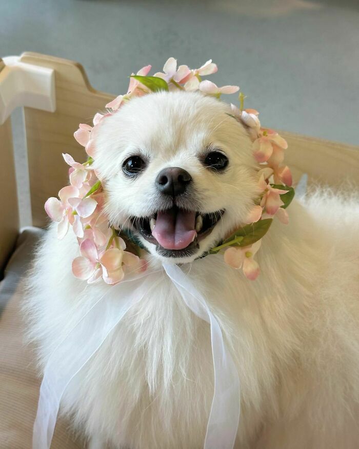 95 Photos Of Pomeranians For Your Daily Dose Of Puppy Cuteness 95 Photos Of Pomeranians For Your Daily Dose Of Puppy Cuteness