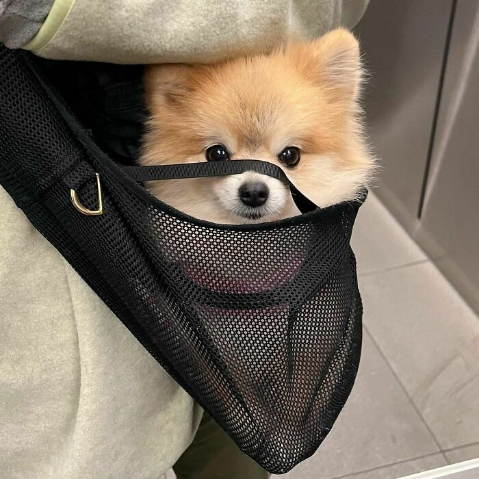 95 Photos Of Pomeranians For Your Daily Dose Of Puppy Cuteness 95 Photos Of Pomeranians For Your Daily Dose Of Puppy Cuteness