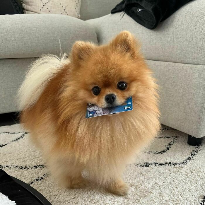 95 Photos Of Pomeranians For Your Daily Dose Of Puppy Cuteness 95 Photos Of Pomeranians For Your Daily Dose Of Puppy Cuteness