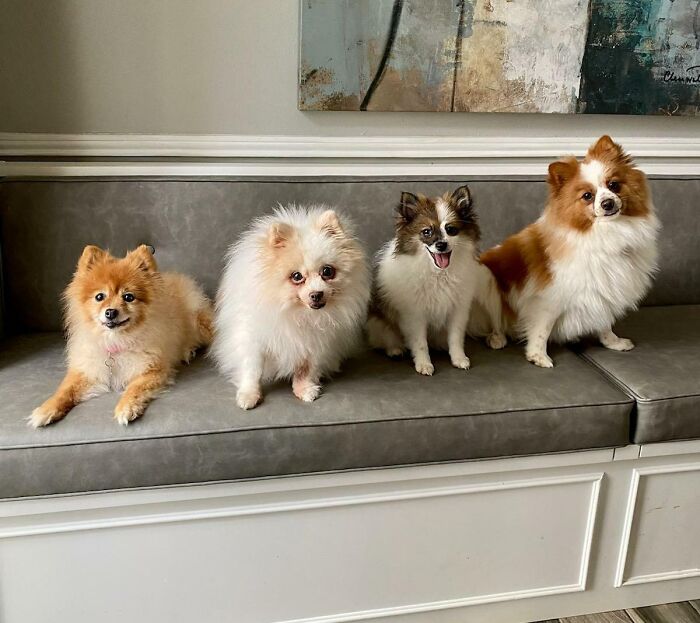95 Photos Of Pomeranians For Your Daily Dose Of Puppy Cuteness 95 Photos Of Pomeranians For Your Daily Dose Of Puppy Cuteness