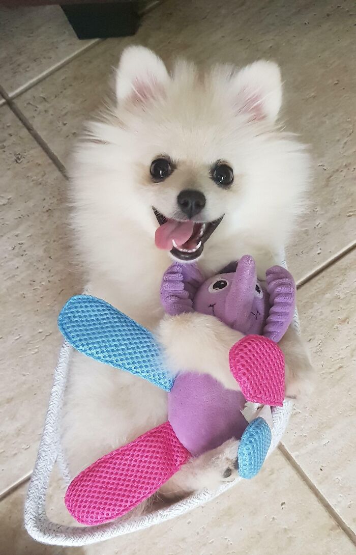95 Photos Of Pomeranians For Your Daily Dose Of Puppy Cuteness 95 Photos Of Pomeranians For Your Daily Dose Of Puppy Cuteness