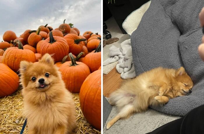 95 Photos Of Pomeranians For Your Daily Dose Of Puppy Cuteness 95 Photos Of Pomeranians For Your Daily Dose Of Puppy Cuteness
