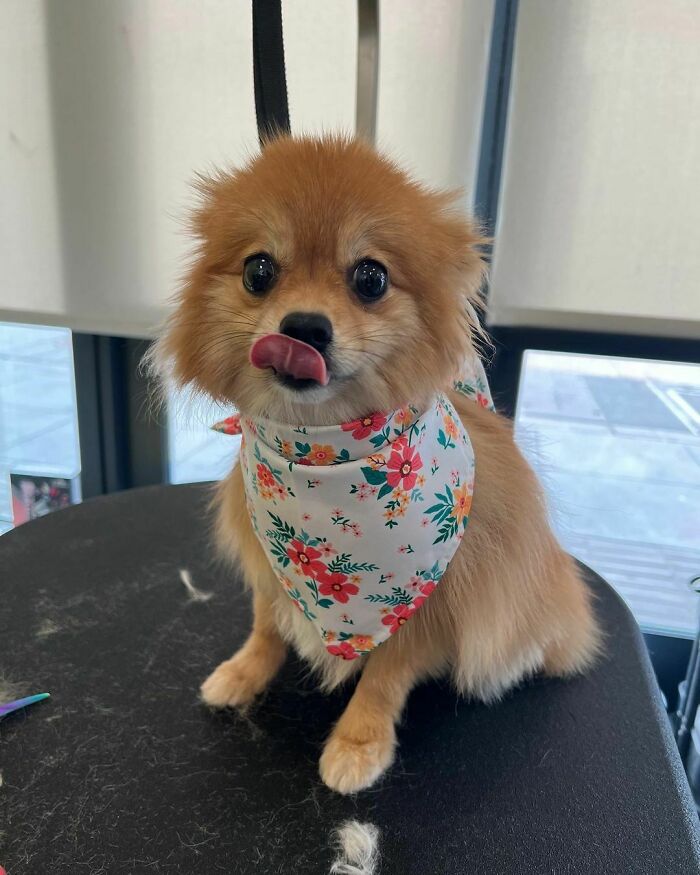95 Photos Of Pomeranians For Your Daily Dose Of Puppy Cuteness 95 Photos Of Pomeranians For Your Daily Dose Of Puppy Cuteness