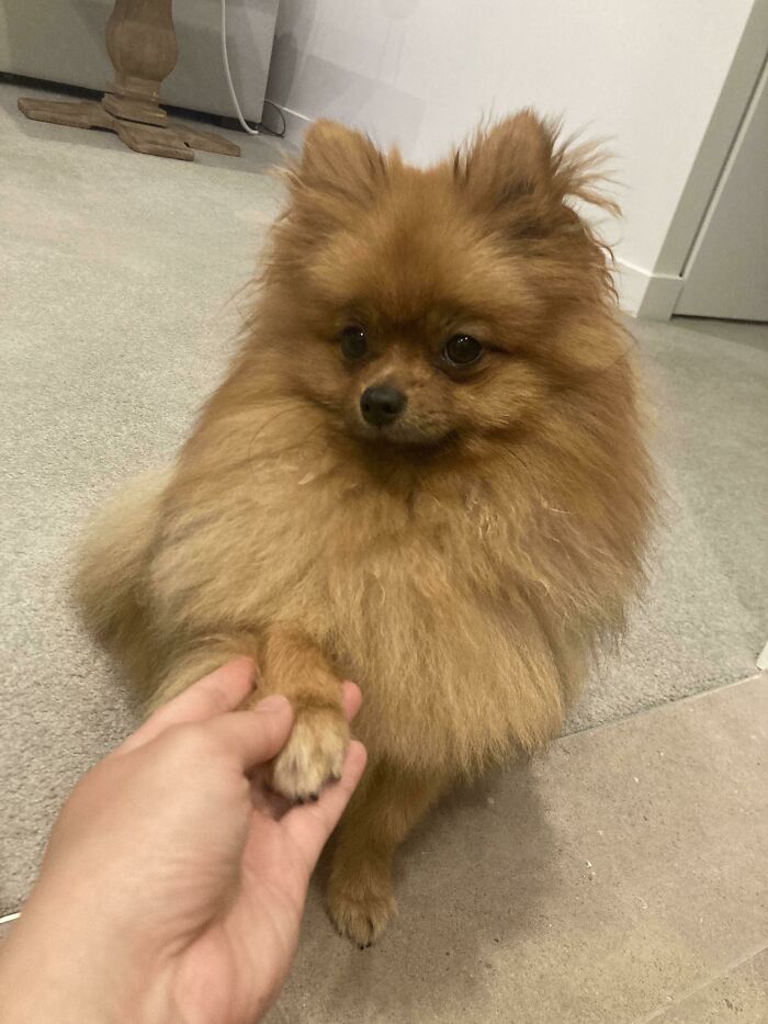 95 Photos Of Pomeranians For Your Daily Dose Of Puppy Cuteness 95 Photos Of Pomeranians For Your Daily Dose Of Puppy Cuteness