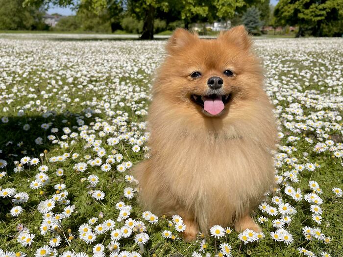 95 Photos Of Pomeranians For Your Daily Dose Of Puppy Cuteness 95 Photos Of Pomeranians For Your Daily Dose Of Puppy Cuteness