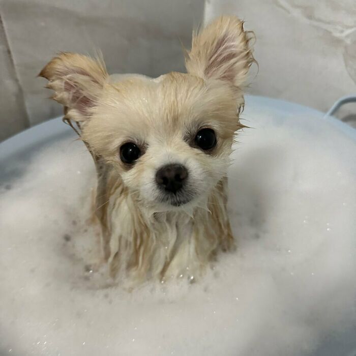 95 Photos Of Pomeranians For Your Daily Dose Of Puppy Cuteness 95 Photos Of Pomeranians For Your Daily Dose Of Puppy Cuteness