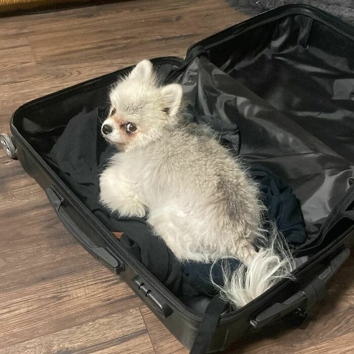 95 Photos Of Pomeranians For Your Daily Dose Of Puppy Cuteness 95 Photos Of Pomeranians For Your Daily Dose Of Puppy Cuteness