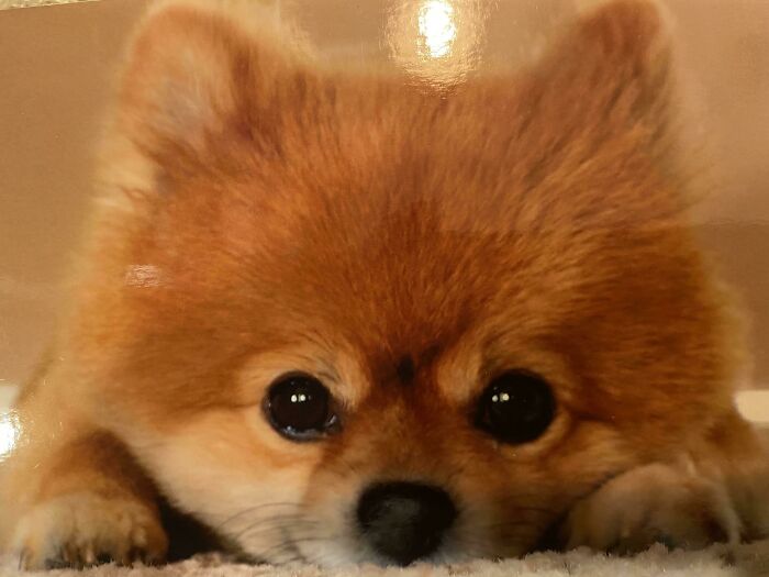 95 Photos Of Pomeranians For Your Daily Dose Of Puppy Cuteness 95 Photos Of Pomeranians For Your Daily Dose Of Puppy Cuteness