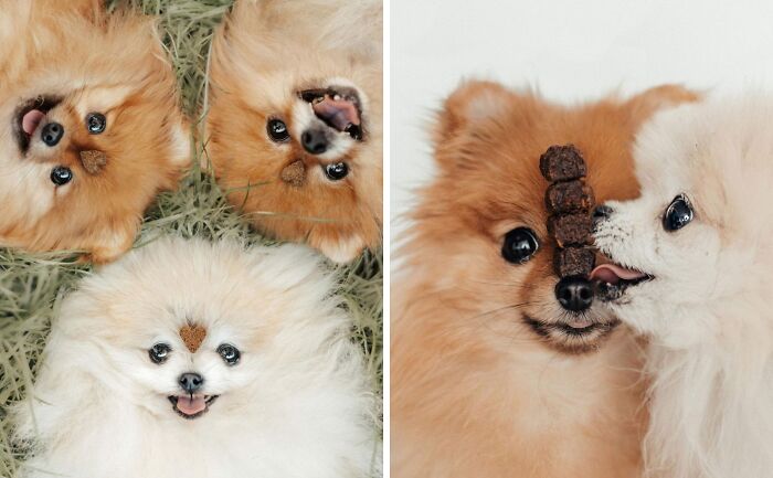95 Photos Of Pomeranians For Your Daily Dose Of Puppy Cuteness 95 Photos Of Pomeranians For Your Daily Dose Of Puppy Cuteness