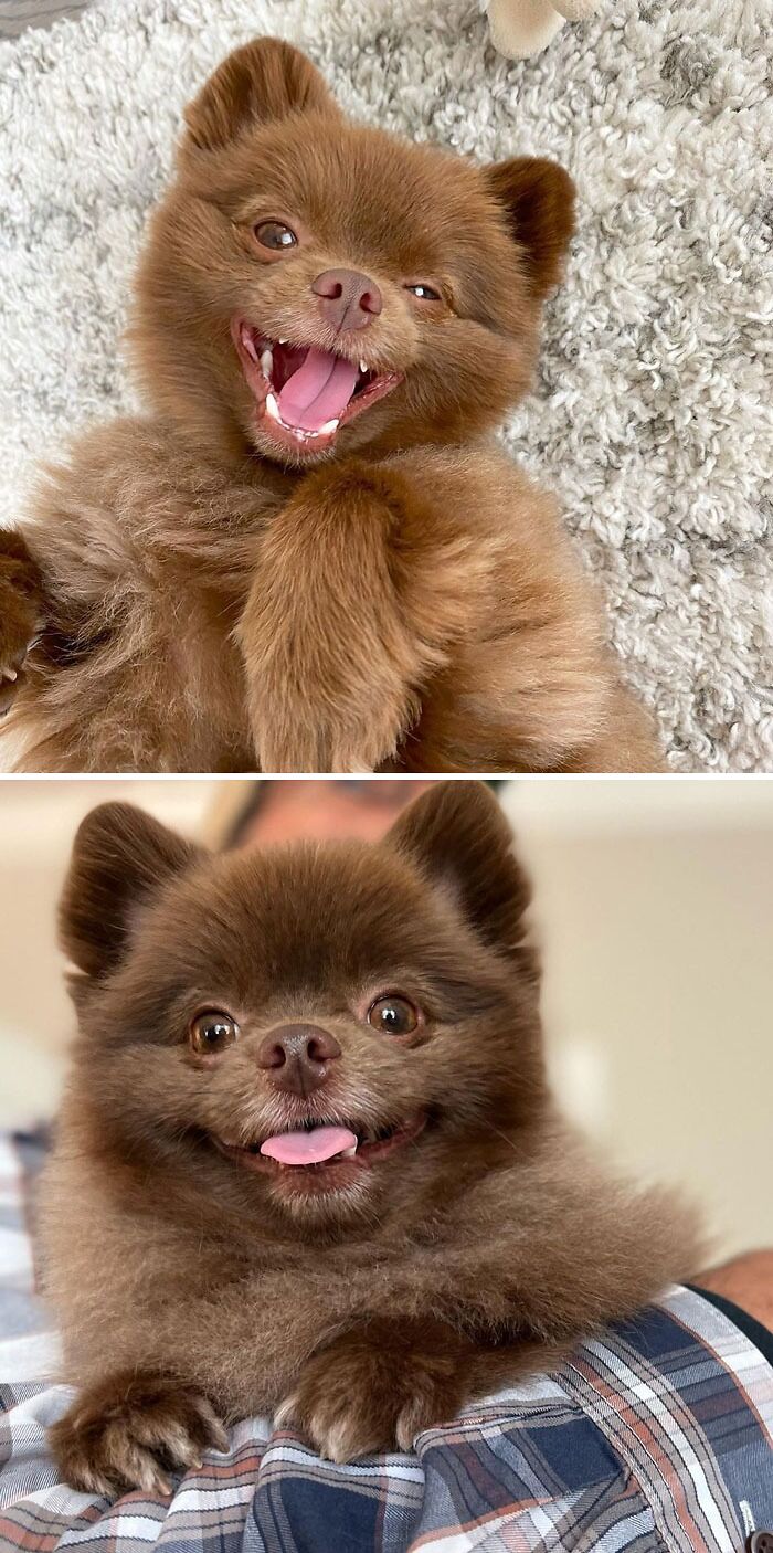 95 Photos Of Pomeranians For Your Daily Dose Of Puppy Cuteness 95 Photos Of Pomeranians For Your Daily Dose Of Puppy Cuteness