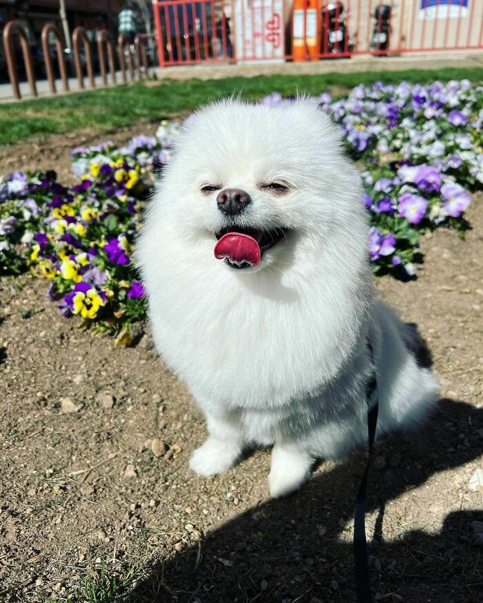 95 Photos Of Pomeranians For Your Daily Dose Of Puppy Cuteness 95 Photos Of Pomeranians For Your Daily Dose Of Puppy Cuteness