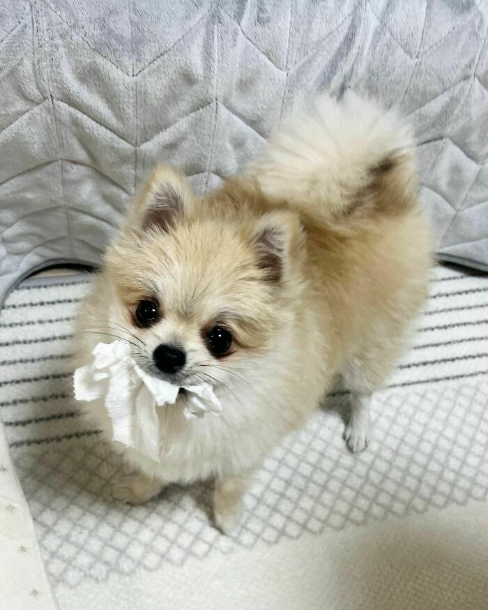 95 Photos Of Pomeranians For Your Daily Dose Of Puppy Cuteness 95 Photos Of Pomeranians For Your Daily Dose Of Puppy Cuteness