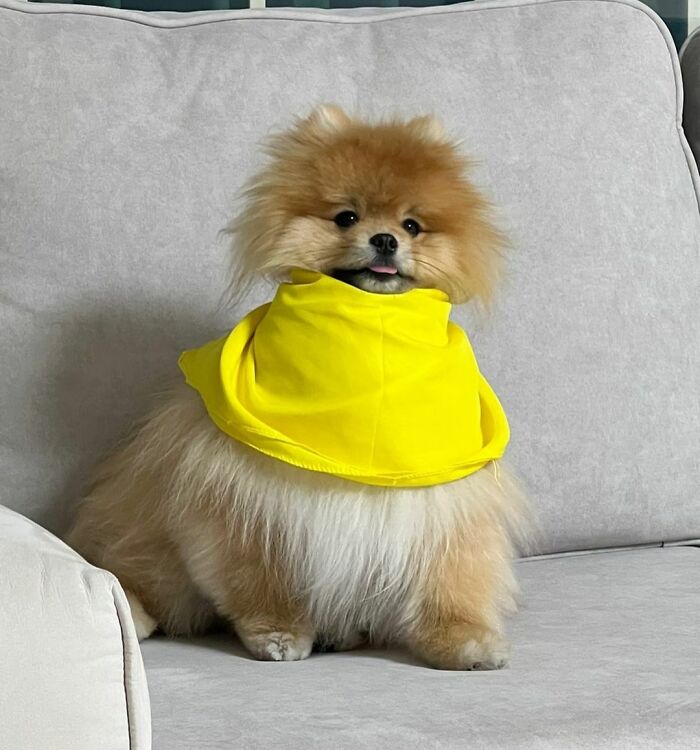 95 Photos Of Pomeranians For Your Daily Dose Of Puppy Cuteness 95 Photos Of Pomeranians For Your Daily Dose Of Puppy Cuteness