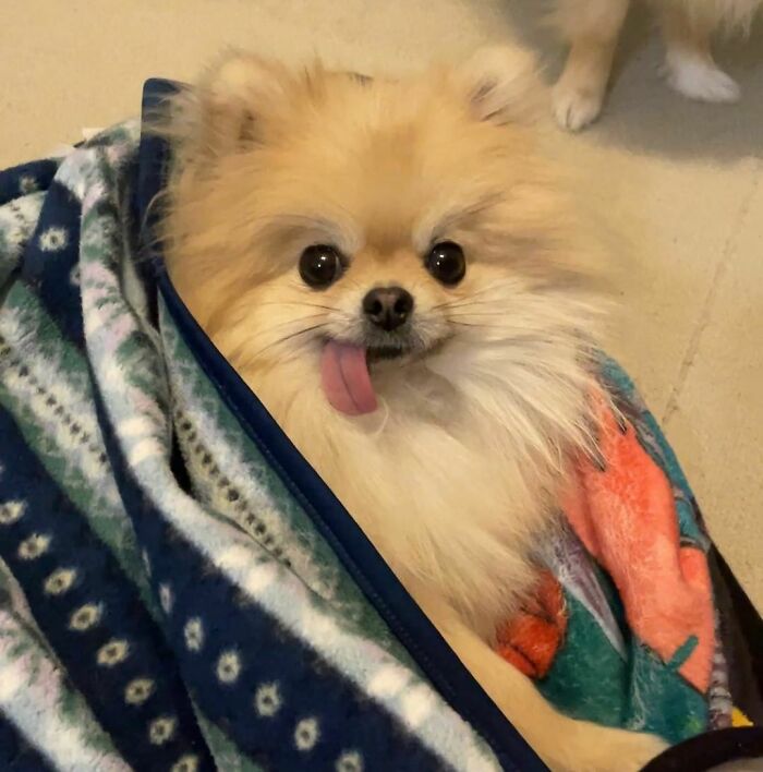 95 Photos Of Pomeranians For Your Daily Dose Of Puppy Cuteness 95 Photos Of Pomeranians For Your Daily Dose Of Puppy Cuteness