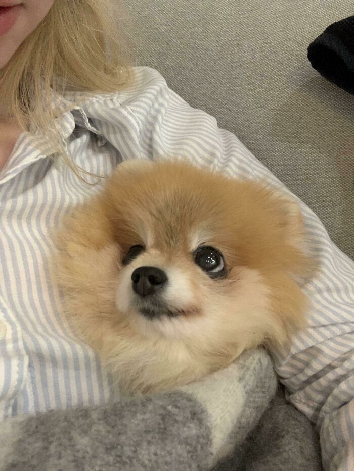 95 Photos Of Pomeranians For Your Daily Dose Of Puppy Cuteness 95 Photos Of Pomeranians For Your Daily Dose Of Puppy Cuteness