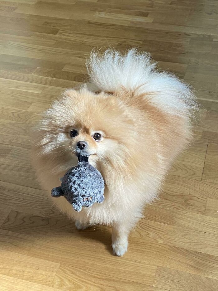 95 Photos Of Pomeranians For Your Daily Dose Of Puppy Cuteness 95 Photos Of Pomeranians For Your Daily Dose Of Puppy Cuteness