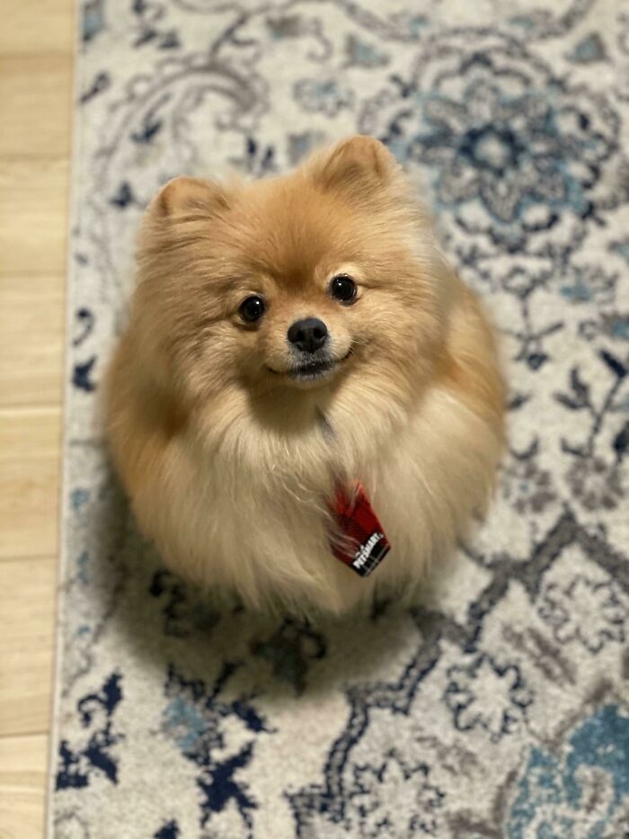 95 Photos Of Pomeranians For Your Daily Dose Of Puppy Cuteness 95 Photos Of Pomeranians For Your Daily Dose Of Puppy Cuteness