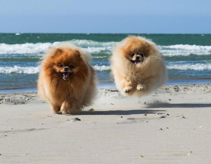 95 Photos Of Pomeranians For Your Daily Dose Of Puppy Cuteness 95 Photos Of Pomeranians For Your Daily Dose Of Puppy Cuteness