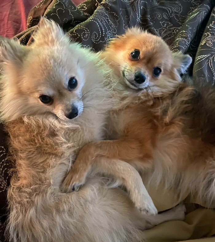 95 Photos Of Pomeranians For Your Daily Dose Of Puppy Cuteness 95 Photos Of Pomeranians For Your Daily Dose Of Puppy Cuteness