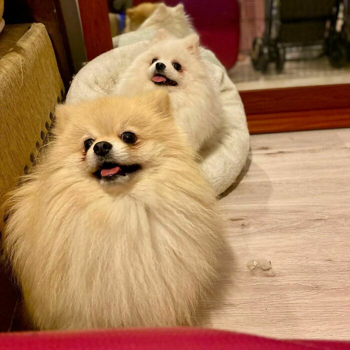 95 Photos Of Pomeranians For Your Daily Dose Of Puppy Cuteness 95 Photos Of Pomeranians For Your Daily Dose Of Puppy Cuteness