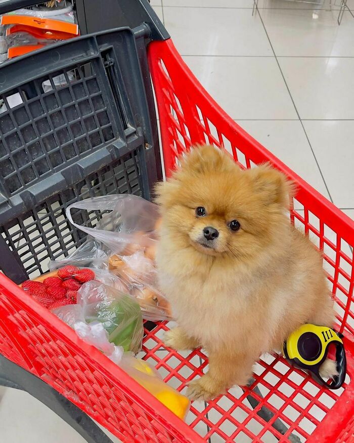 95 Photos Of Pomeranians For Your Daily Dose Of Puppy Cuteness 95 Photos Of Pomeranians For Your Daily Dose Of Puppy Cuteness