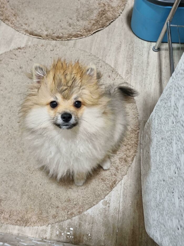 95 Photos Of Pomeranians For Your Daily Dose Of Puppy Cuteness 95 Photos Of Pomeranians For Your Daily Dose Of Puppy Cuteness