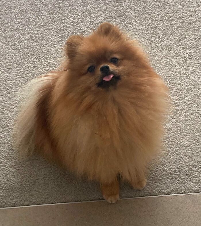 95 Photos Of Pomeranians For Your Daily Dose Of Puppy Cuteness 95 Photos Of Pomeranians For Your Daily Dose Of Puppy Cuteness