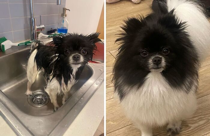 95 Photos Of Pomeranians For Your Daily Dose Of Puppy Cuteness 95 Photos Of Pomeranians For Your Daily Dose Of Puppy Cuteness