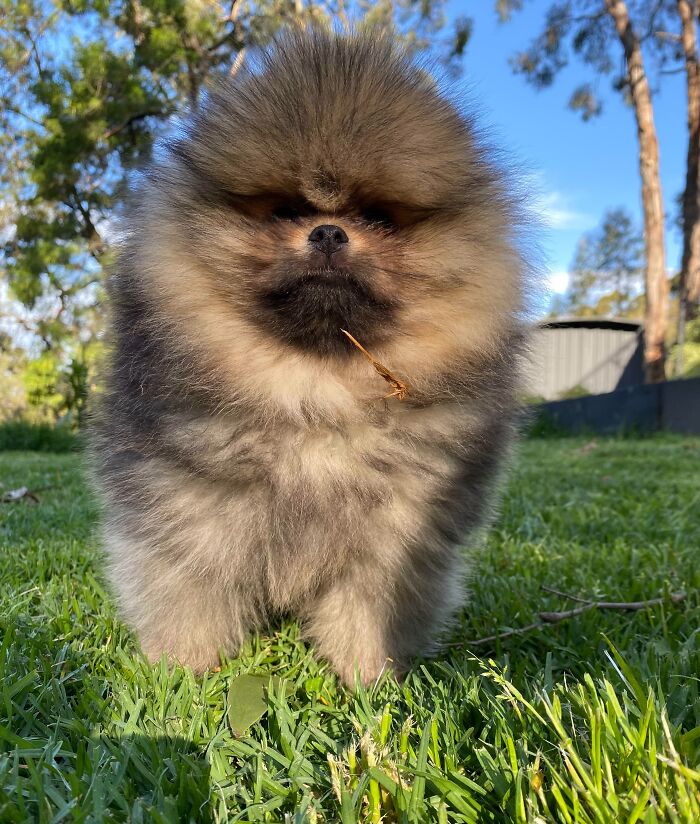 95 Photos Of Pomeranians For Your Daily Dose Of Puppy Cuteness 95 Photos Of Pomeranians For Your Daily Dose Of Puppy Cuteness