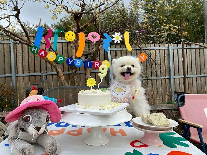 95 Photos Of Pomeranians For Your Daily Dose Of Puppy Cuteness 95 Photos Of Pomeranians For Your Daily Dose Of Puppy Cuteness