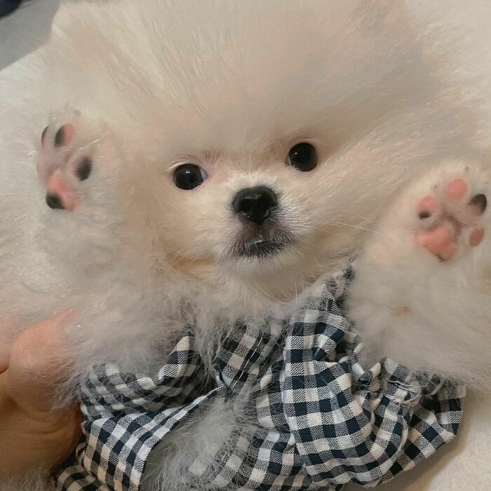 95 Photos Of Pomeranians For Your Daily Dose Of Puppy Cuteness 95 Photos Of Pomeranians For Your Daily Dose Of Puppy Cuteness