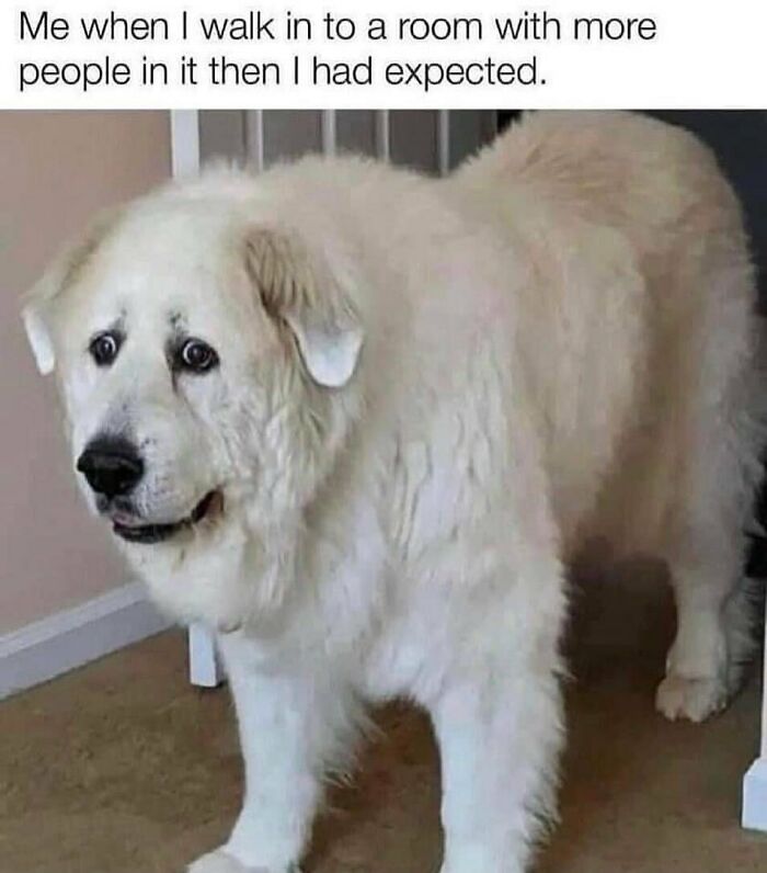 50 Memes That May Hit Too Close To Home For Any Introverts Out There, As Shared By This Instagram Account 50 Memes That May Hit Too Close To Home For Any Introverts Out There, As Shared By This Instagram Account