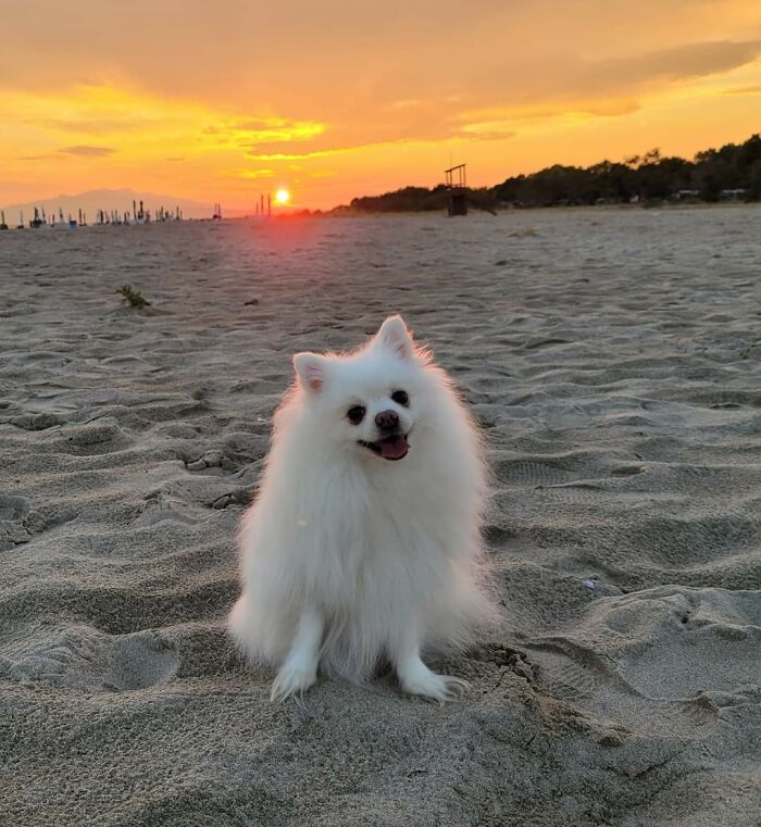 Hey Pandas, Show Me Your Best Dog Photos That You Took (Closed) Hey Pandas, Show Me Your Best Dog Photos That You Took (Closed)