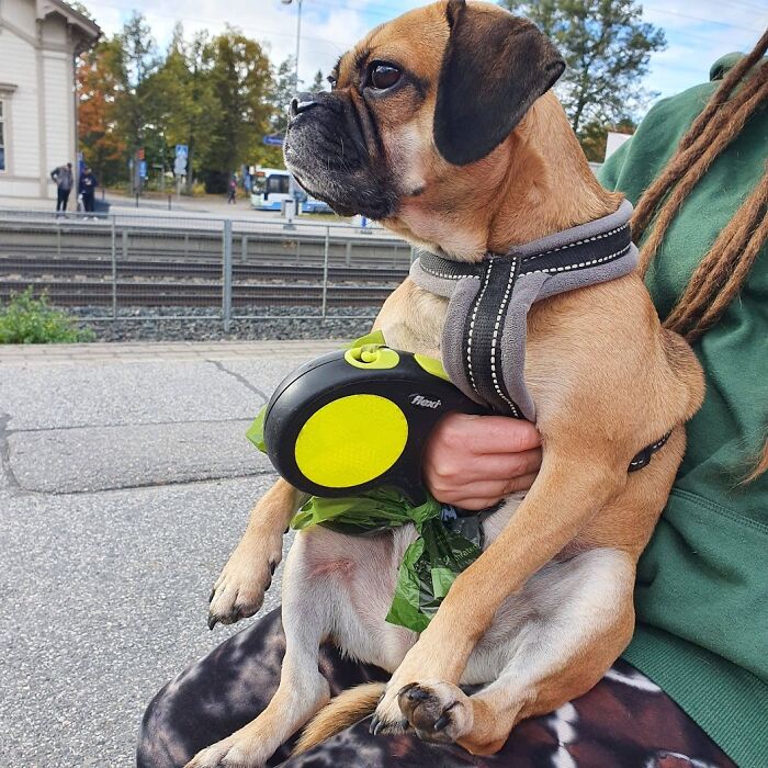 Hey Pandas, Show Me Your Best Dog Photos That You Took (Closed) Hey Pandas, Show Me Your Best Dog Photos That You Took (Closed)