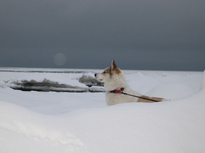 Hey Pandas, Show Me Your Best Dog Photos That You Took (Closed) Hey Pandas, Show Me Your Best Dog Photos That You Took (Closed)