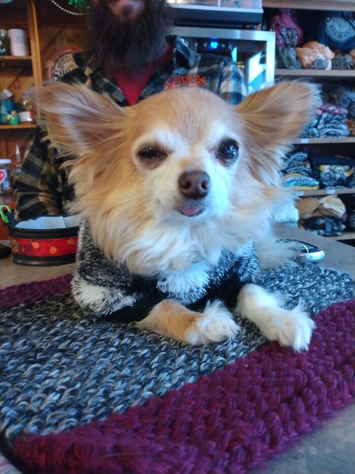 Hey Pandas, Show Me Your Best Dog Photos That You Took (Closed) Hey Pandas, Show Me Your Best Dog Photos That You Took (Closed)