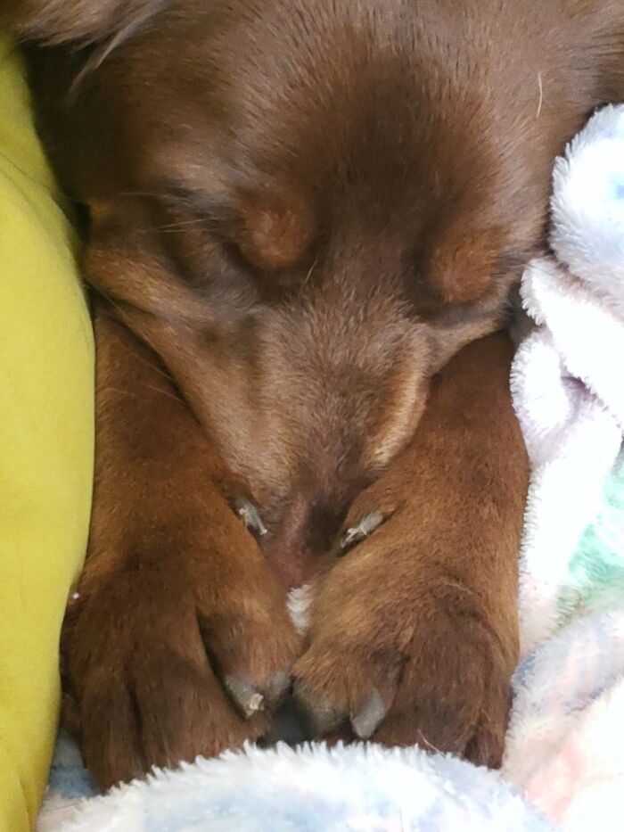 Hey Pandas, Show Me Your Best Dog Photos That You Took (Closed) Hey Pandas, Show Me Your Best Dog Photos That You Took (Closed)