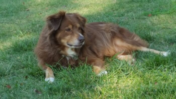 Hey Pandas, Show Me Your Best Dog Photos That You Took (Closed) Hey Pandas, Show Me Your Best Dog Photos That You Took (Closed)