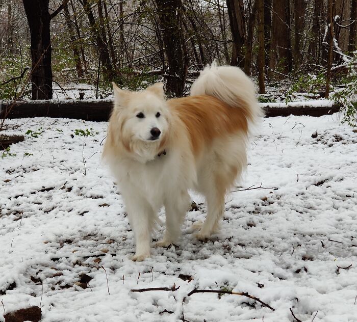 Hey Pandas, Show Me Your Best Dog Photos That You Took (Closed) Hey Pandas, Show Me Your Best Dog Photos That You Took (Closed)