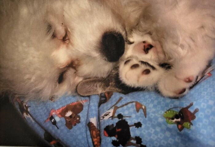 Hey Pandas, Show Me Your Best Dog Photos That You Took (Closed) Hey Pandas, Show Me Your Best Dog Photos That You Took (Closed)