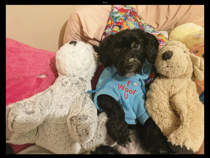 Hey Pandas, Show Me Your Best Dog Photos That You Took (Closed) Hey Pandas, Show Me Your Best Dog Photos That You Took (Closed)