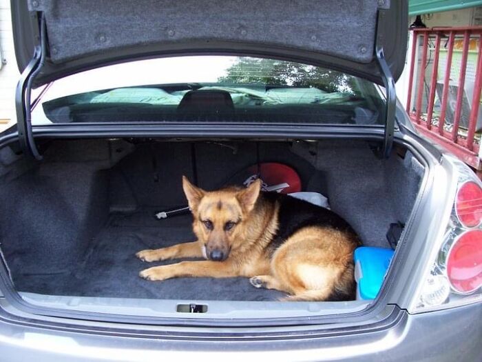 Hey Pandas, Show Me Your Best Dog Photos That You Took (Closed) Hey Pandas, Show Me Your Best Dog Photos That You Took (Closed)