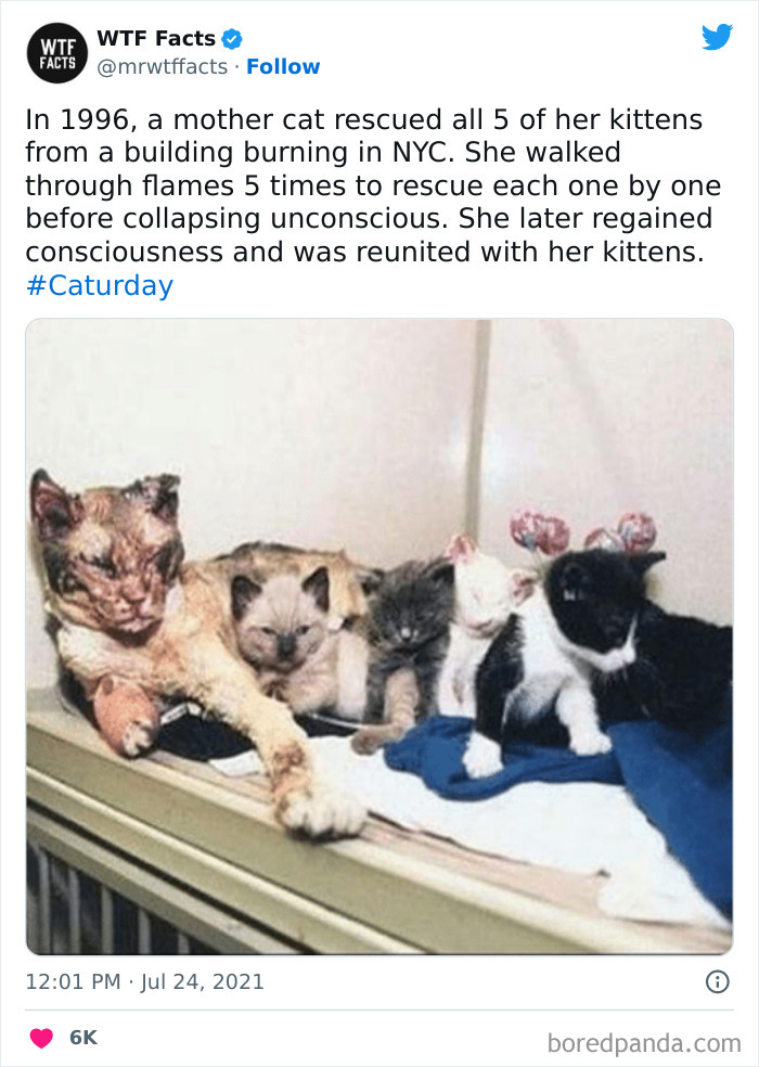 50 Random Facts That Sound Strange But Are True, As Shared By This Twitter Account (New Pics) 50 Random Facts That Sound Strange But Are True, As Shared By This Twitter Account (New Pics)