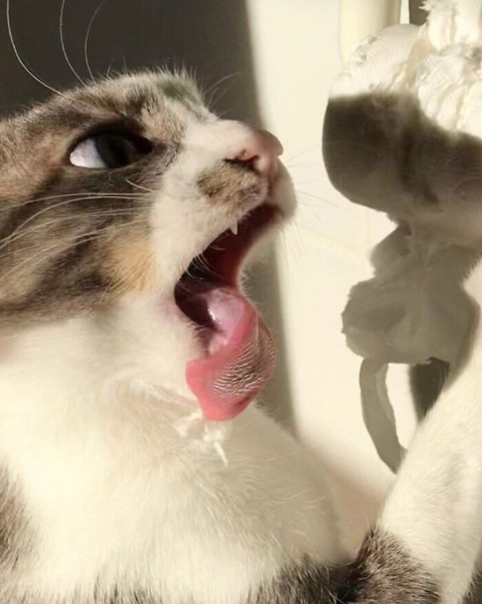 45 Times Cats Confused Their Humans So Much, They Got Posted On The “What’s Wrong With Your Cat” Online Group (New Pics) 45 Times Cats Confused Their Humans So Much, They Got Posted On The “What’s Wrong With Your Cat” Online Group (New Pics)