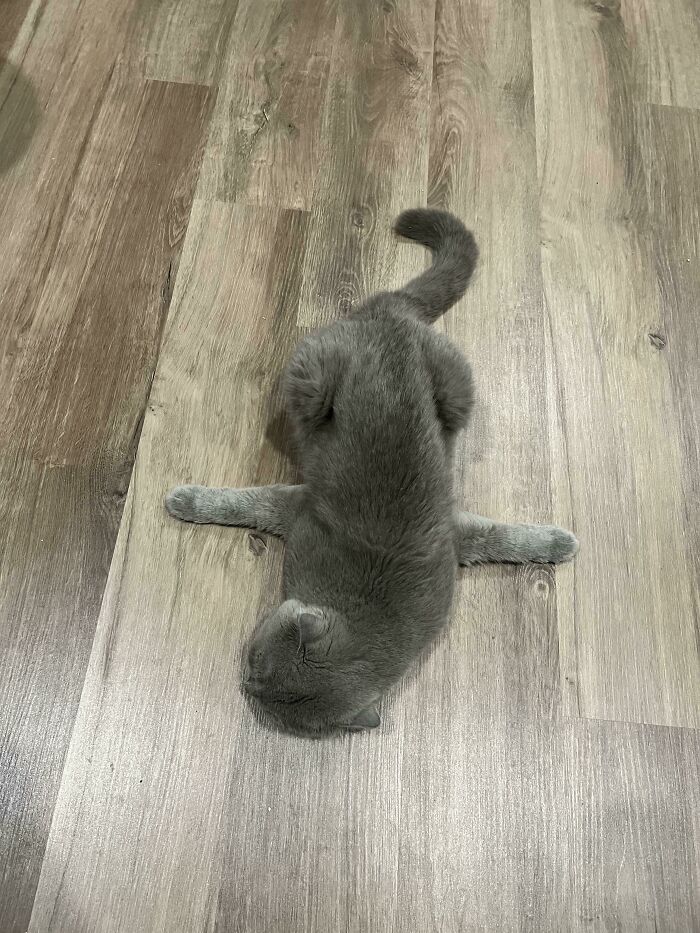 45 Times Cats Confused Their Humans So Much, They Got Posted On The “What’s Wrong With Your Cat” Online Group (New Pics) 45 Times Cats Confused Their Humans So Much, They Got Posted On The “What’s Wrong With Your Cat” Online Group (New Pics)