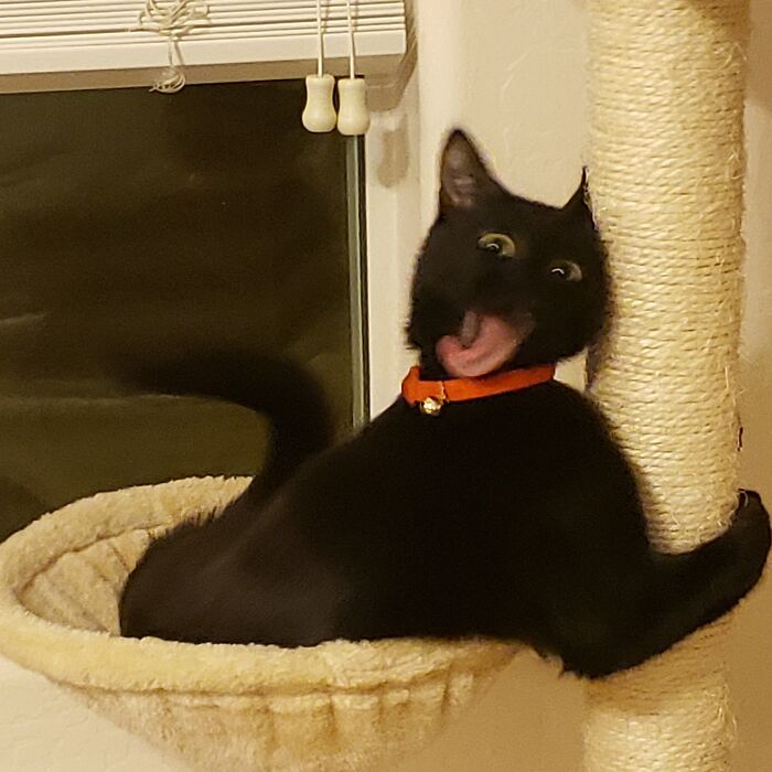 45 Times Cats Confused Their Humans So Much, They Got Posted On The “What’s Wrong With Your Cat” Online Group (New Pics) 45 Times Cats Confused Their Humans So Much, They Got Posted On The “What’s Wrong With Your Cat” Online Group (New Pics)