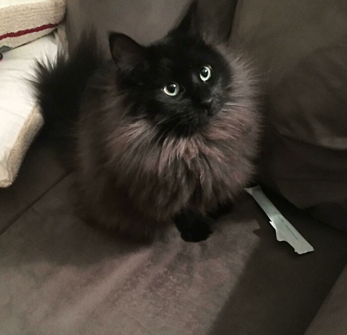 45 Times Cats Confused Their Humans So Much, They Got Posted On The “What’s Wrong With Your Cat” Online Group (New Pics) 45 Times Cats Confused Their Humans So Much, They Got Posted On The “What’s Wrong With Your Cat” Online Group (New Pics)