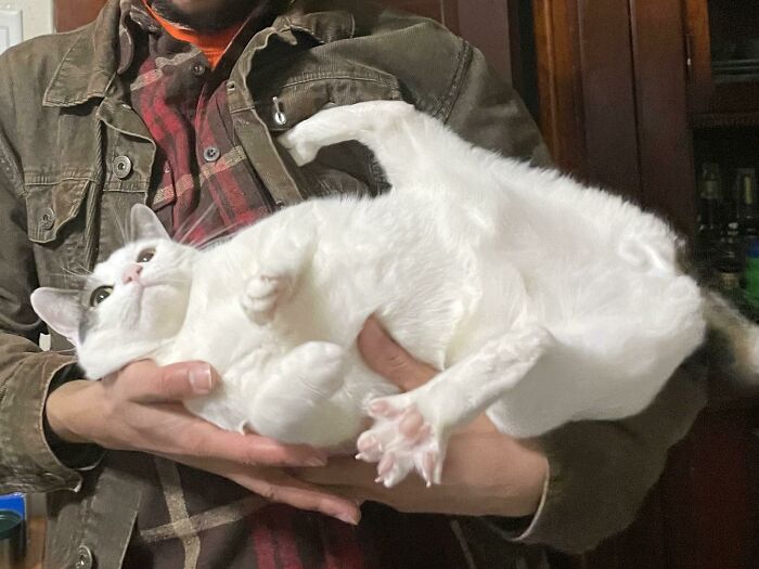 45 Times Cats Confused Their Humans So Much, They Got Posted On The “What’s Wrong With Your Cat” Online Group (New Pics) 45 Times Cats Confused Their Humans So Much, They Got Posted On The “What’s Wrong With Your Cat” Online Group (New Pics)